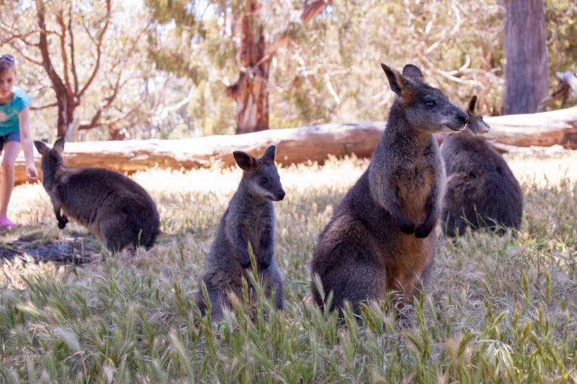 Banner image for post Wallabies