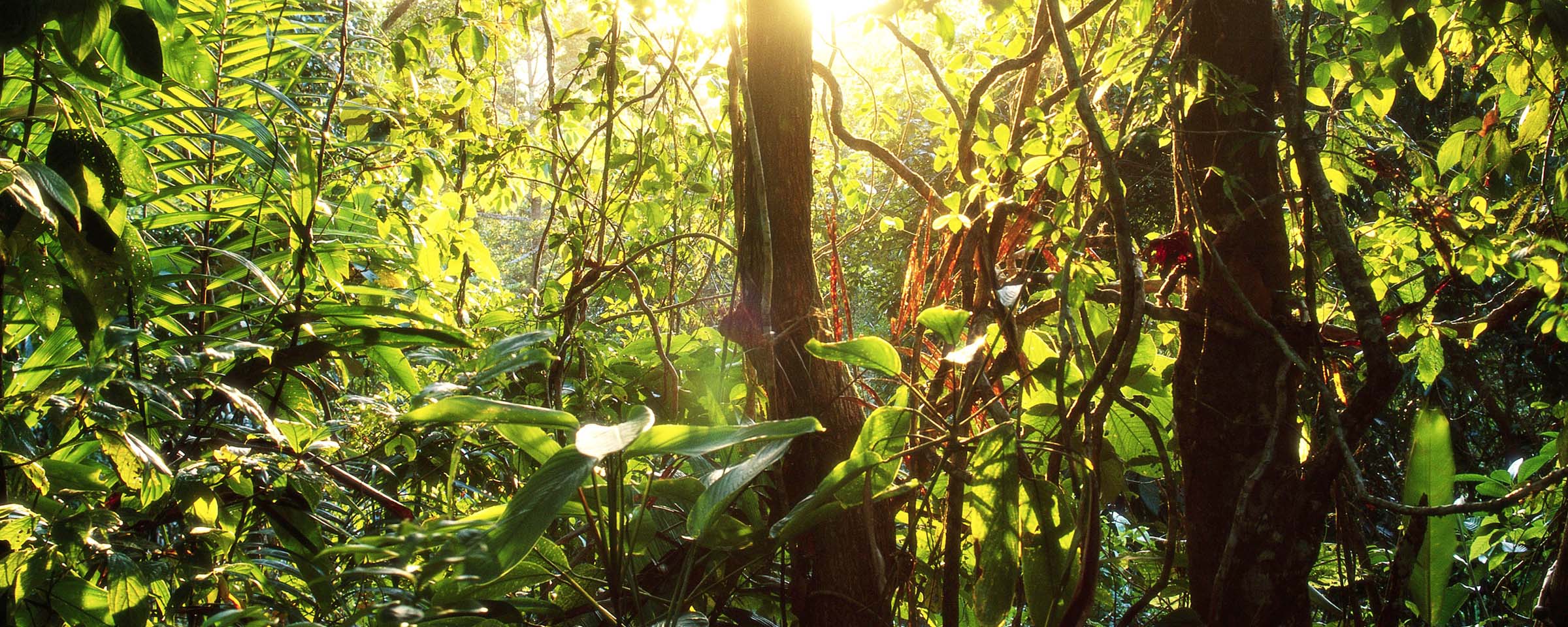 photo of dense rainforest